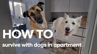 Managing Life with Two Big Dogs in an Apartment  Tips for Cleaning and Training