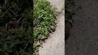 A TURTLE eating my STRAWBERRIES!