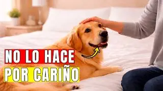 Solo los perros que conf&iacute;an de verdad en ti hacen estas 10 cosas