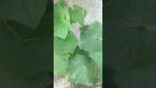 #cucumber LEAF MINER ON CUCUMBER, SUBSCRIBE & PRESS THE BELL FOR FULL VIDEO ON PEST & FUNGUS CONTROL
