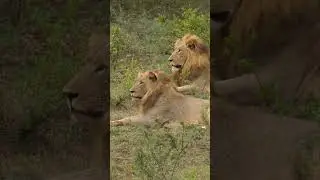 lioneses