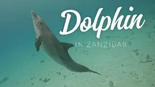 탄자니아 잔지바르 돌고래 쇼 Zanzibar Dolphin Show