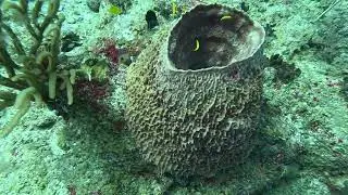 Diving St. Maarten - Teigland Wreck and Cable Reef (diver Hans)