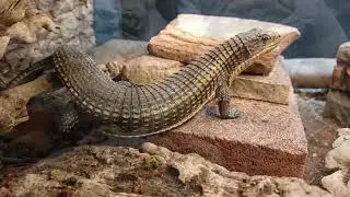 Sudan plated lizard clips (Broadleysaurus major)