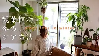 【観葉植物】可愛い植物達と暮らす冬の一日⛄️｜冬の水やり。乾燥対策。日光浴。｜寒さに強い植物🪴紹介｜