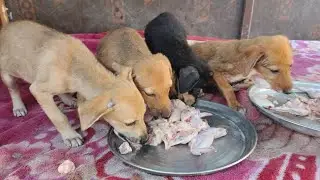 Feeding Rescue Puppies 💔🐶 | Motherless, Abandoned & Starving Newborn Puppies Saved