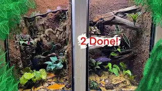 BUILDING 2 VIVARIUM AT THE SAME TIME! | WILL NACE