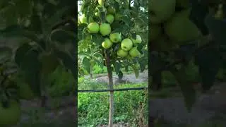 green apple tree grow fruit #shorts#apple
