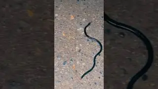 Brahminy blind snake#shorts #animals #viralvideo