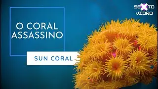 CORAL SOL (Sun-coral):  O assassino de recifes
