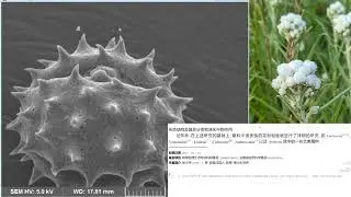制作干花和镶花的好材料&mdash;&mdash;珠光香青