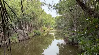 Calm River & Bird Sounds - 1 Hour of Relaxing Nature Ambience for Sleep, Study, Meditation