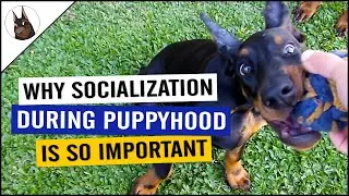 Why SOCIALIZATION is so Important for your DOBERMAN?