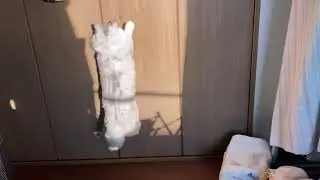 ねこちゃん、あるある？　　Do your cats act the same way?