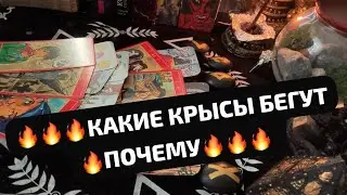 🔥🔥🔥КАКИЕ КРЫСЫ БЕГУТ🔥ПОЧЕМУ🔥🔥🔥