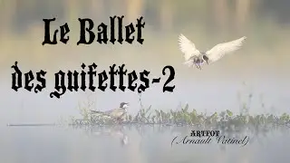 L'envol des jeunes guifettes (The flight of young guifettes)