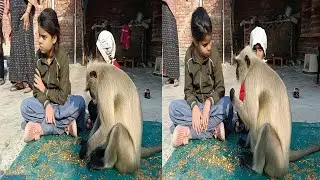 Monkey Family Video | Monkey Eating Video