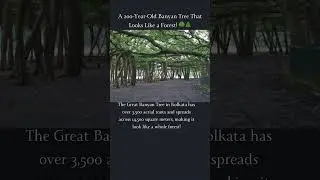 🌳 A 200-Year-Old Banyan Tree That Looks Like a Forest! | The Great Banyan Tree, Kolkata 🌲#motivation