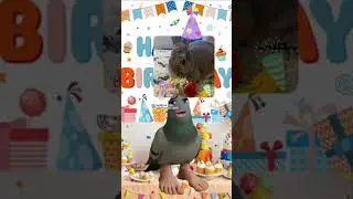 Stardust&rsquo;s birthday 🎉