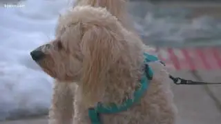 Salty sidewalks after snow can hurt your pet's paws