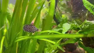 Ктенопома леопардовая (Ctenopoma acutirostre)🐆