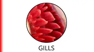 GILLS.
