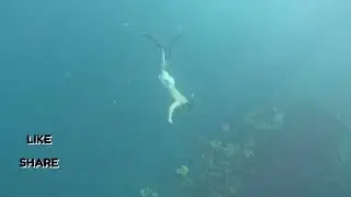Group of Jack fish @ Skeleton ship wreck Coron Palawan 