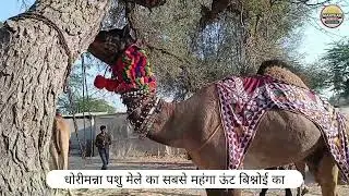 धोरीमन्ना पशु मेले में सबसे महंगा ऊंट आया बिश्नोई का...