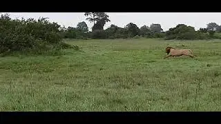Lion Chasing Side-Striped Jackal | Great Plains Conservation