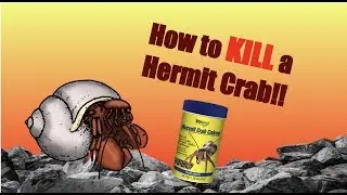 How to KILL Your Hermit Crab | Harmful Hermit Crab Products
