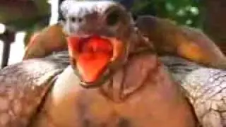Turtle Orgasm : กูรมะ จุดสุดยอด  ตะพาบน้ำ