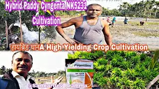 Hybrid Paddy Syngeta NK 5231 Cultivation/हायब्रिड धानA High Yielding Crop Cultivation.