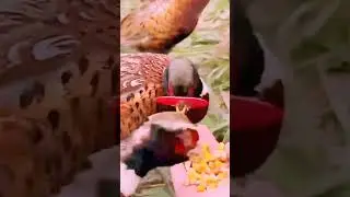Expensive birds of Pakistan| #gbvlog #youtube #funny