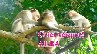 Poor ALBA before getting milk! Tiny monkey is very hungry!