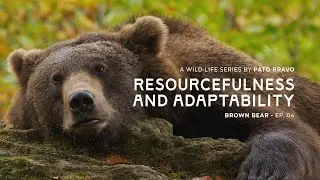 A wild life series by PATO BRAVO |  RESORCEFULNESS AND ADAPTABILITY  | Brown Bear - EP 04
