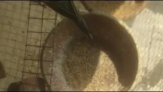 Budgies food time #livestreaming #livebirds #youtubelive