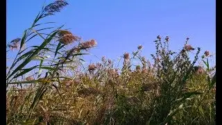 NATURE SOUNDS| Relax by the strange sounds at the reeds [40 minutes]