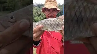 #hampala #mancing #mancingmelem #shortvideo #short #shorts