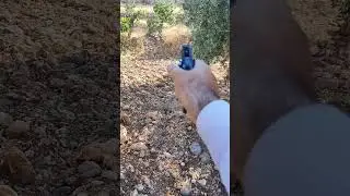 STAR BS 9mm parabellum 8+1 firing pin breaking