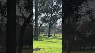 The car shoos away the birds for rod crossing