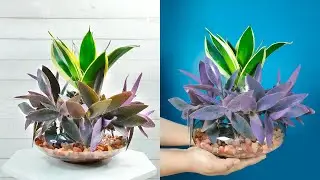 Purple Heart Plant Decoration with Sansevieria (Snake Plant) Using Pebbles in Glass Container