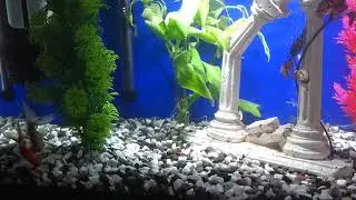 CHRISTMAS GOLDFISH TANK