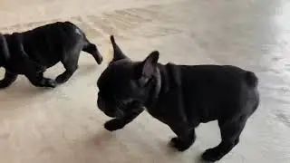 フレンチブルドッグ子犬情報 B&BFRENCH 広島