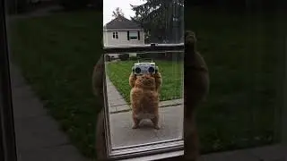 #aicommunity #funnyvideo #cat