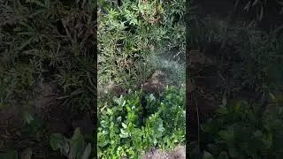Misting Systems in Farm&rsquo;s and Gardens