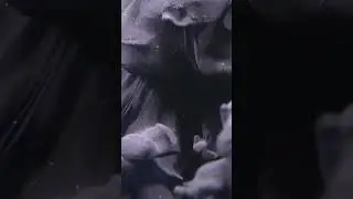 Liquid Paint in Slow Motion - Free Stock Video