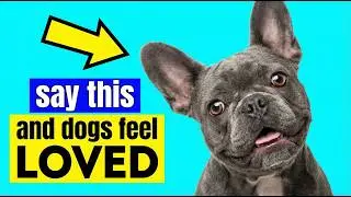 6 Magic Words Every Dog Understands (Say Them and Watch Their Tail Go Crazy!)
