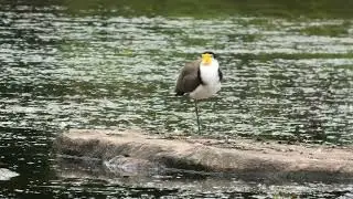 Masked Lapwing 36