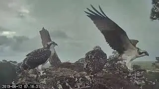 Savannah ospreys fledge! Marsh view cam (6/12/19)