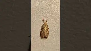 Lichen Moth #shorts #moths #inaturalist #annlazaro